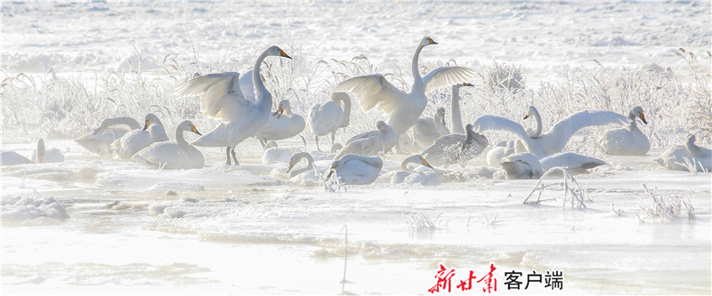 《雪地起舞》——周文艳 .jpg