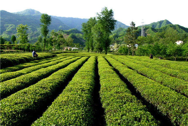 阳坝茶园 李碧荣 (1)_副本.jpg