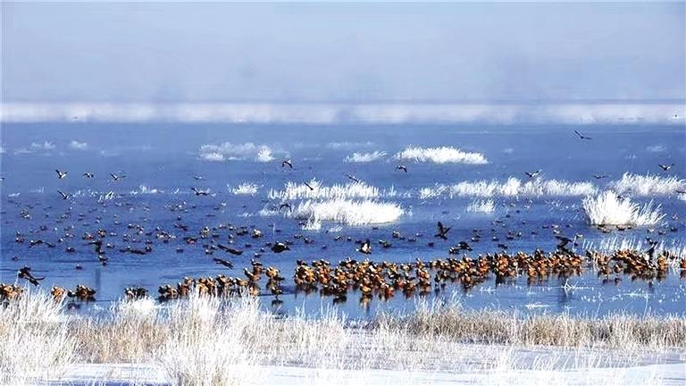 石羊河国家湿地公园 冰消雪融 水鸟飞翔