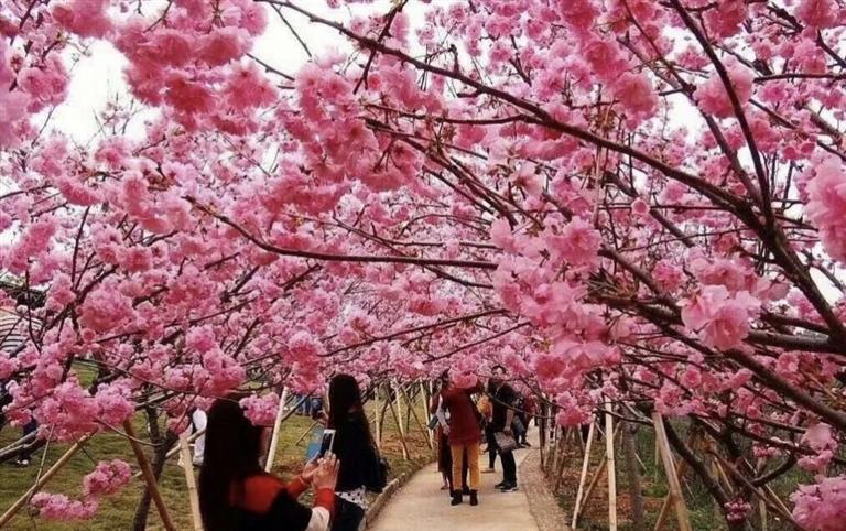 武威首个樱花节芬芳开幕
