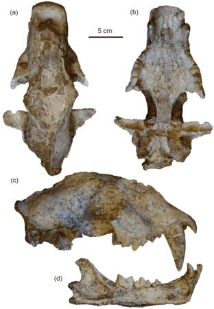 图为巴氏剑齿虎头骨。巴氏剑齿虎生活在晚中新世的中国,比隐匿剑齿虎更进步。(中科院古脊椎所供图) 图为巴氏剑齿虎头骨。巴氏剑齿虎生活在晚中新世的中国,比隐匿剑齿虎更进步。(中科院古脊椎所供图)