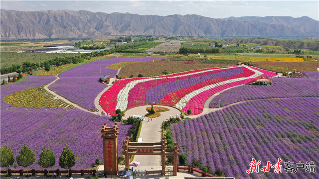  白银市白银区：绚烂花海 添彩乡村振兴画卷