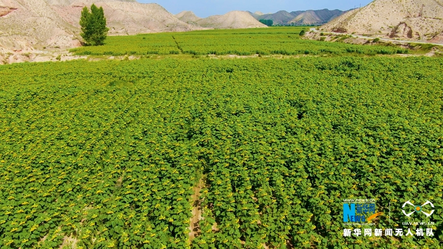 【“飞阅”中国】甘肃白银：向日葵开出好“钱景”