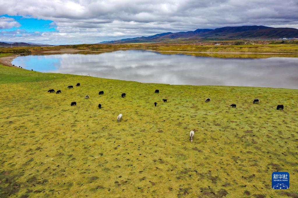甘肃玛曲：保护草原生态 涵养黄河水源