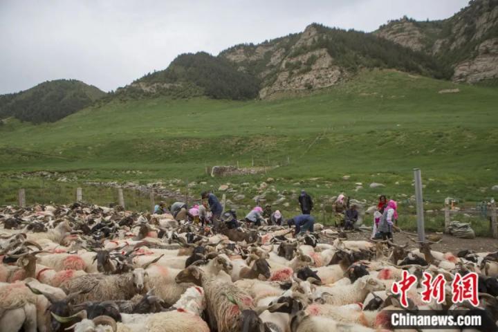 甘肃武威细水村村民为上千只羊剪羊毛。姜爱平 摄