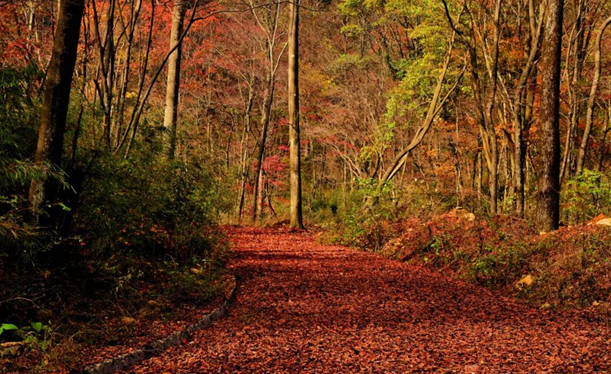 陇南冬韵·序章：秋色未央，山水渐白