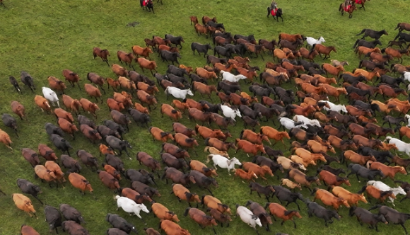 【小陇画报·463期】蹄印河西走廊：山丹马的千年牧歌