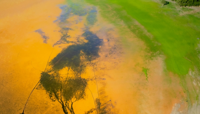 【小陇画报·467期】刘家峡黄河滩涂“潮汐树”绘就大地奇观