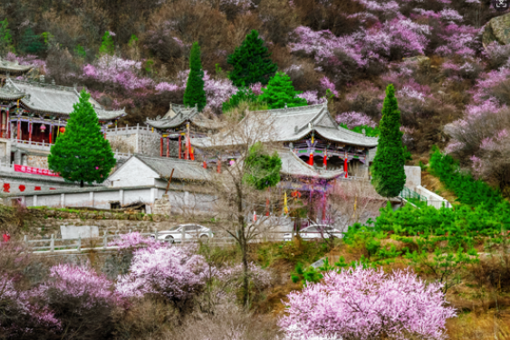 山桃花开春来早，去崆峒山赴一场春的约会