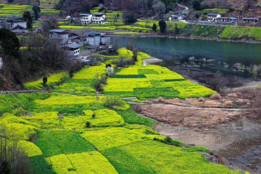 甘肃文县： 以花为