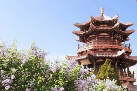 酒泉的春天虽迟但到｜保姆级赏花攻略错过等一年