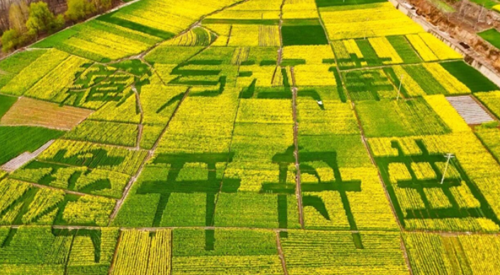 甘南舟曲：万亩油菜花绽放　“藏乡江南”引客来