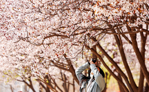 春动陇原·陇拍客丨金城无处不飞花 黄河岸畔春意浓