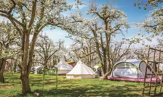 梨韵漫什川 烟火润皋兰｜2026皋兰梨花季全攻略：吃住行游娱购一站式解锁