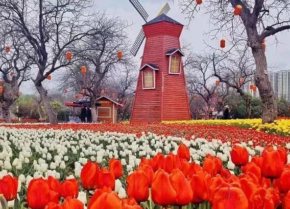 临夏以花为媒激活春日经济新动能